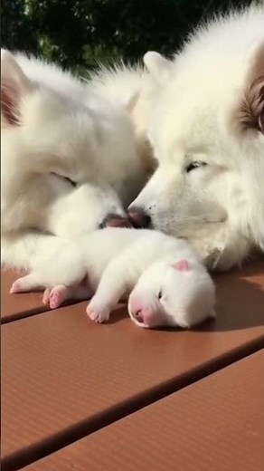 Puppy’s Loud Fart Shocks the Dog Parents! 😂🐶💨