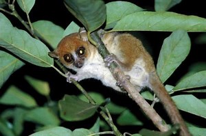 Claire's mouse lemur - Alchetron, The Free Social Encyclopedia