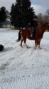 9.1K views · 345 reactions | Citti and Dancer! By spring he should be able to drag the calf sled and calves in the branding pen. #pony #cowgirl #training #ranch #cowpony | JC Farms | Facebook