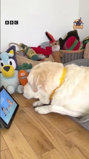 Our dog squad loved it! tried this with your pup? #cbeebies #dogsquad