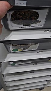 BP het.clown x wookie het.clown 👌 #royalpythons #ballpythonlove #beardeddragon #reptilebreeder #snek #morph #petsnake #herpetology #animal #morphs #morph #snakelove #reptilelove #livingart #ballpythonofinstagram #snakelovers #reptilesofinsta #serpent #ballpythonsnake #nature #ballpythonlover #babyballpython #ballpythonmorphsofinstagram | Xclusive ball pythons