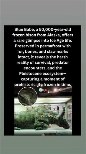 Blue Babe: 50,000-Year-Old Frozen Bison from Ice Age Alaska