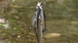 Idaho Fish and Game announces statewide trout stocking schedule for September