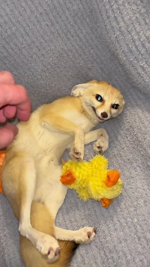 Fennec Fox: A Happy Animal's Joyful Moments