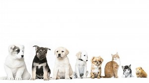 Pets On White Background Stock Footage Video (100% Royalty-free) 16772686 | Shutterstock