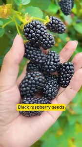 🌿 Black raspberry seeds – Sweet, easy to grow, harvest right at home! 🌿 Do you want to grow and harvest juicy, sweet black raspberries right on your balcony or small garden? Black raspberry seeds are not only easy to grow but also rich in nutrients, containing many vitamins and antioxidants that are good for your health. 🌱 Easy to care for – Suitable for any space, from small pots to home gardens. 🍇 Sweet, delicious fruit – Suitable for all dishes from desserts to salads. 🍀 Simple care – Bu