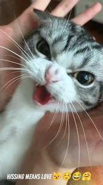 💙🐾 Angry Cats Compilation – When Cute Turns Savage 😼💙💙🐾