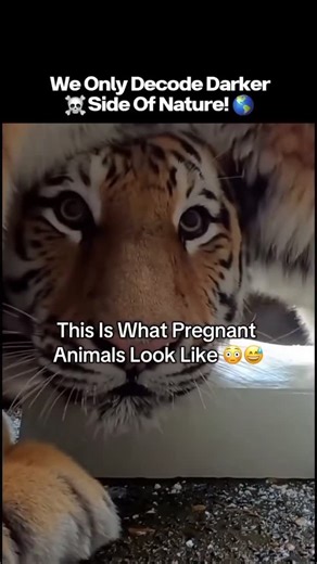 tharkiarpan on Instagram: "🐾⚠️ This Is What Pregnant Animals REALLY Look Like 😳🩸Pregnancy in the wild isn’t soft.It isn’t peaceful.It’s a visible transformation that exposes animals at their most vulnerable moment — when survival hangs by a thread.What you’re seeing isn’t strange…it’s nature preparing for life in the harshest way possible.🧬 The Dark Reality of Animal Pregnancy:🐘 Massive Weight Shift: Bodies stretched to their limits under extreme pressure🦈 Constant Threat: Pregnant predato
