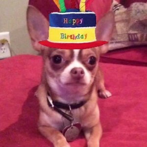 2.4K views · 1K reactions | Happy birfday Miss RaChelle Alexander❤️ | Choco the Macho Chihuahua | Facebook