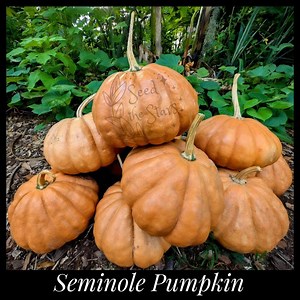 10 Premium Seminole Pumpkin Seeds Saved From Our Best THICK FRUIT! Florida Heirloom Pumpkin Seeds, Landrace Pumpkin Cucurbita Moschata Seeds - Etsy
