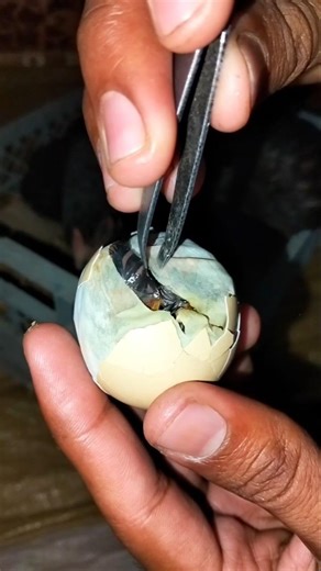 Miracle of Life! Chick Emerging from Egg 🐣✨