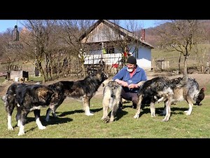 CIOBĂNEȘTII CARPATINI și OILE BĂLE ale lui Nelu Banc din Bistrița 2023