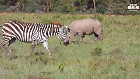 Stunning White Rhino And Baby Share The Safari