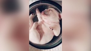 Playful puppies' curious encounters