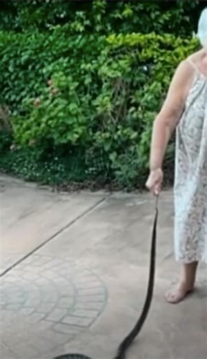 My mum is bloody amazing and she is 80 years old. Around 6.30pm , she heard her new little dog screaming. She went out to see what was going on?... An elderly woman in Australia is being celebrated as a “real-life legend” after she courageously freed her puppy from the crushing coils of a carpet python. While the dog and the snake escaped with only minor injuries, the brave grandmother wasn’t quite as fortunate—she suffered three painful bites during the tense encounter. The frightening incident