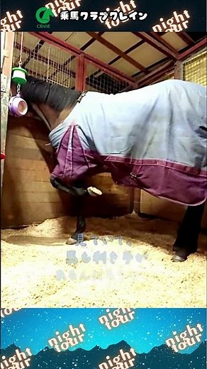 静かな夜も夜飼の時間はみんなソワソワ。前搔きが！可愛い！！ #sports #horse #乗馬クラブ #馬 #前搔き #可愛い #乗馬クラブクレイン