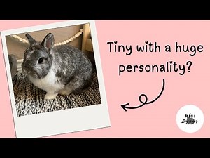 Rabbit Breeds and their Personality Traits