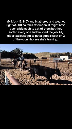 Ranch Life: Cattle Sorting and Young Horse Training