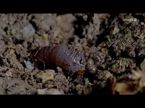 Planète collemboles, la vie secrète des sols