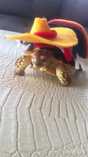 Funny Tortoise Videos: Meet Bobby the Tortoise Pet
