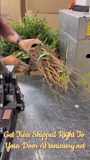 Willow Oak: The Fastest-Growing Shade Tree! 🌳💨 #WillowOak #TNNursery #NativeTrees