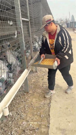 Efficient Poultry Feeding Techniques for Healthy Farm Pigeons