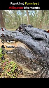 Ranking Funniest Alligator Moments!