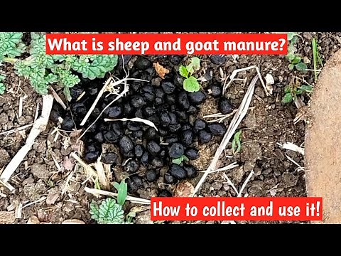 What is sheep and goat manure?How to collect and use it for plants?#goatdung#sheepdung#goatmanure