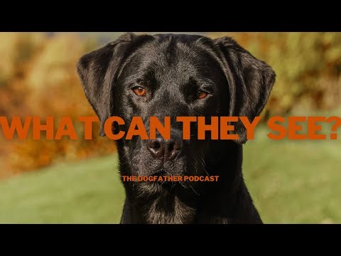 EYE SPECIAL: Can Dogs See Colour? Can They See In The Dark? Sight vs. Scent & More!