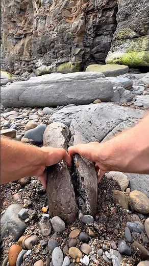 Here’s a huge stone filled with tiny Jurassic shell fossils that we found on a fossil hunt