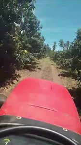 6.4K views · 207 reactions | Huerta de mango keitt ubicada en Tetitlan en el municipio de Tecpan de Galeana en la Costa Grande de Guerrero, México. | Mangos Ramos | Facebook