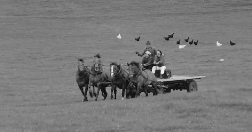 Le cheval des Franches-Montagnes | RTS