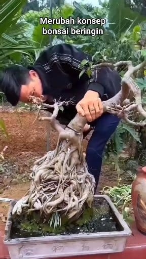 Merubah konsep bonsai beringin #bonsai #bonsaiart #bonsaitree #bonsailovers | Bayu Bonsai