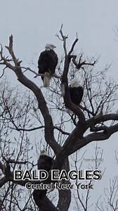 22K views · 1K reactions | Bald Eagles perching on a tree for a good amount of time in Onondaga, NY I didn't have my camera but got some video with my phone. FOLLOW OUR Wildlife by WNY Photos  #birds #birdlife #birdwatching #birding #wildlife #wildlifephotography #eaglesflying #baldeagle #unitedstatesbird #bird #naturelovers #naturephotography #NatureInspired #onondaga #onondagalake #perching | WNY Photos | Facebook