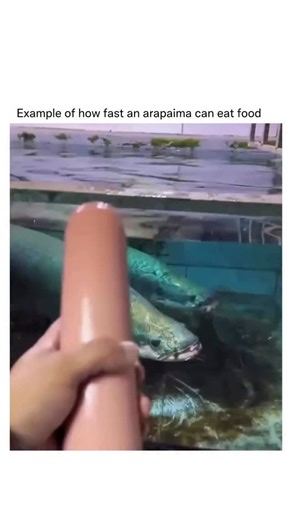 Detailed Explanation on Instagram: "Arapaima eat incredibly fast, using a “vacuum” or “gulper” feeding strategy that can inhale prey in a fraction of a second. Because they live in murky Amazonian waters where visibility is low, they don’t rely on chasing down prey over long distances, instead using explosive, short-range attacks."