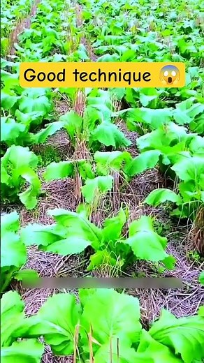 China's Genius Trick! Plant Mustard Directly After Rice – No Tilling, Free Natural Fertilizer 🌾🟡