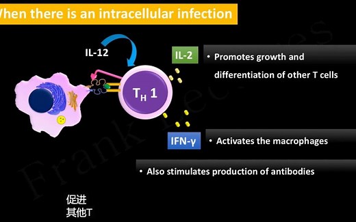 辅助T细胞分化：Th1细胞、Th2细胞、Th17细胞、Tfh细胞和Treg细胞