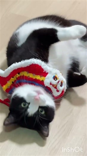 Your Little Cutie Runs Straight Into Your Arms 🐾 | The Sweetest Pet Moment Ever #cat #pigfeed