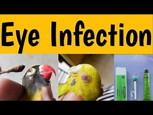 Eye Infection Reason and Treatment in Budgies Parrots and LoveBirds