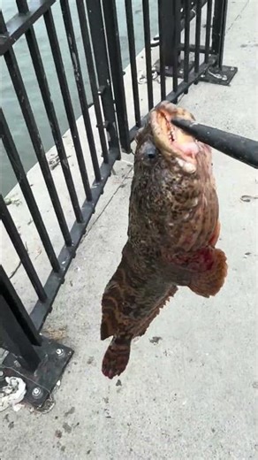 Oyster toadfish #fishing