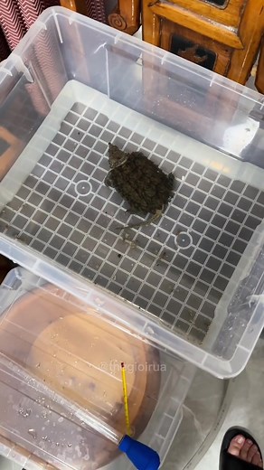 Small Turtle Care: Fun Interactions and Insights