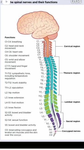 10K views · 95 reactions | Spinal Cord & Functions | Dr. Muhammed Ziya | Facebook