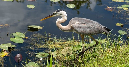 10 Notable Facts About Great Blue Herons