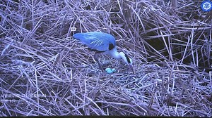 AI, satellite technology aid migratory birds protection in China