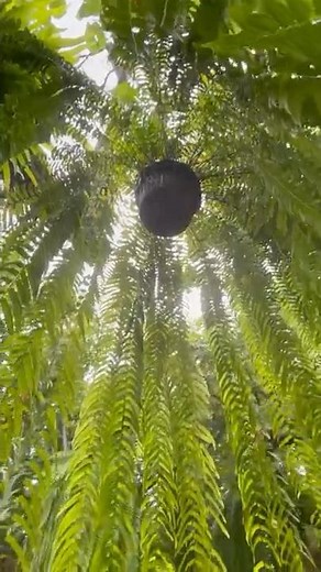Macho Ferns the longest hanging fern #ferns #MachoFern#HangingFern#TropicalFerns #plants #garden
