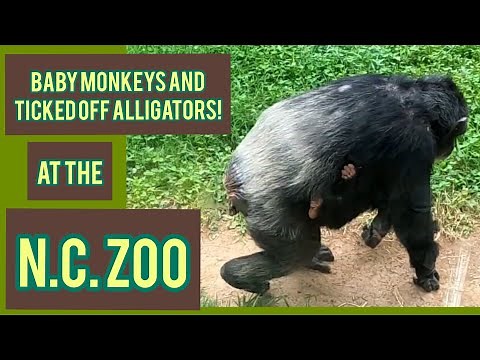 Touring the North Carolina Zoo - Asheboro, NC