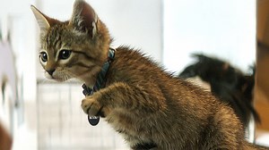 Film Felines: ‘Keanu’ Kitten and 7 More Scene-Stealing Cats