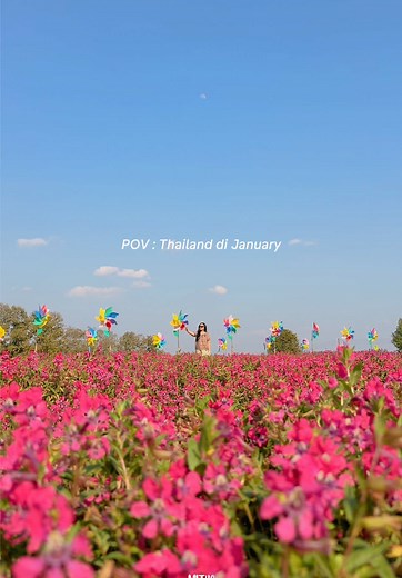 Singha Park Chiang Rai Flower Fields in Bloom