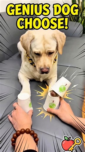 Simba & Tangyuan Guess The Cup Challenge! 😱🐶 #shorts