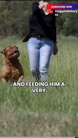 the health concerns of the dog de bordeaux